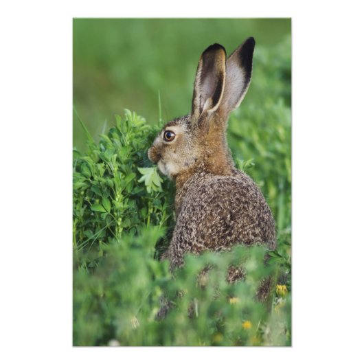 Brown Hare, Lepus europaeus, young eat, Fotodruck (Vorne)
