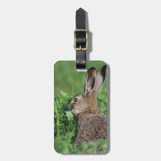 Brown Hare, Lepus europaeus, young eat, Gepäckanhänger (Vorderseite vertikal)