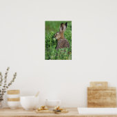Brown Hare, Lepus europaeus, young eat, Poster (Küche)