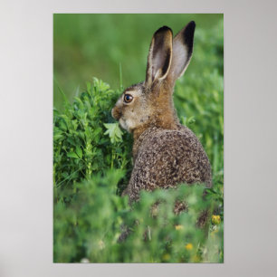 Brown Hare, Lepus europaeus, young eat, Poster