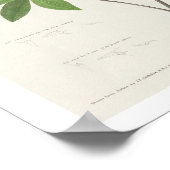 Brown head Worm aß Warbler von Audubon Poster (Ecke)