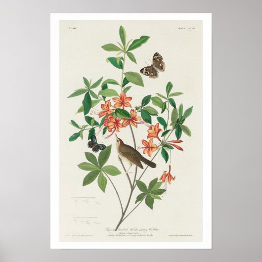Brown head Worm aß Warbler von Audubon Poster (Vorne)