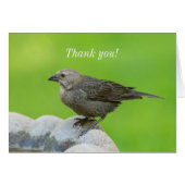 Brown Headed Cowbird Danke Karte (Vorderseite (Horizontal))