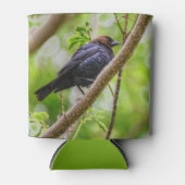 Brown Headed Cowbird Dosenkühler (Vorderseite)