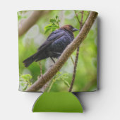 Brown Headed Cowbird Dosenkühler (Rückseite)