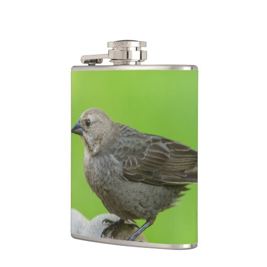 Brown Headed Cowbird Flachmann (Links)