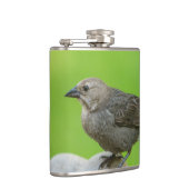 Brown Headed Cowbird Flachmann (Rechts)