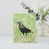 Brown Headed Cowbird Foto Postkarte (Stehend Vorderseite)