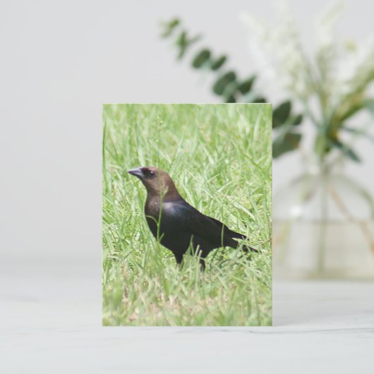 Brown Headed Cowbird Foto Postkarte (Stehend Vorderseite)