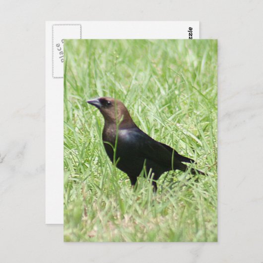 Brown Headed Cowbird Foto Postkarte (Vorne/Hinten)