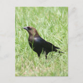 Brown Headed Cowbird Foto Postkarte (Vorderseite)