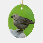 Brown Headed Cowbird Keramik Ornament (Rechts)
