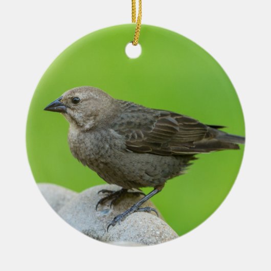 Brown Headed Cowbird Keramik Ornament (Vorne)