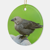 Brown Headed Cowbird Keramik Ornament (Links)