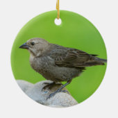 Brown Headed Cowbird Keramik Ornament (Hinten)