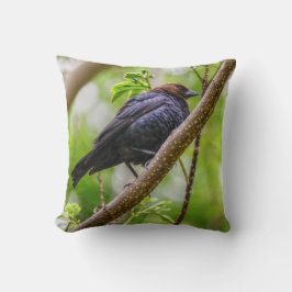 Brown Headed Cowbird Kissen