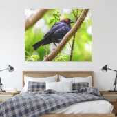 Brown Headed Cowbird Leinwanddruck (Insitu (Schlafzimmer))