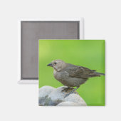 Brown Headed Cowbird Magnet (Vorderseite/Rückseite)