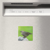 Brown Headed Cowbird Magnet (In Situ (Geschirrspüler))