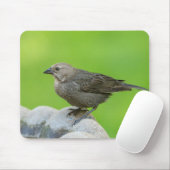 Brown Headed Cowbird Mousepad (Mit Mouse)