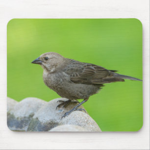 Brown Headed Cowbird Mousepad