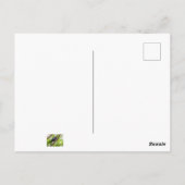 Brown Headed Cowbird Postkarte (Rückseite)