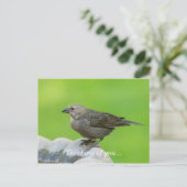 Brown Headed Cowbird Postkarte (Stehend Vorderseite)