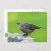 Brown Headed Cowbird Postkarte (Vorne/Hinten)