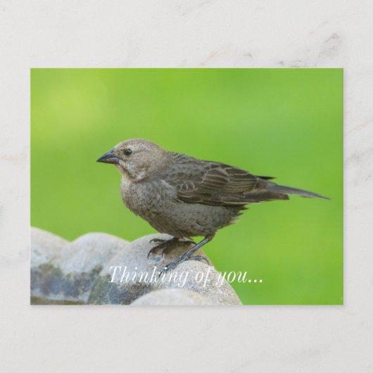 Brown Headed Cowbird Postkarte (Vorderseite)