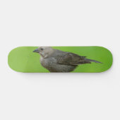 Brown Headed Cowbird Skateboard (Horizontal)