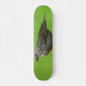 Brown Headed Cowbird Skateboard (Vorne)