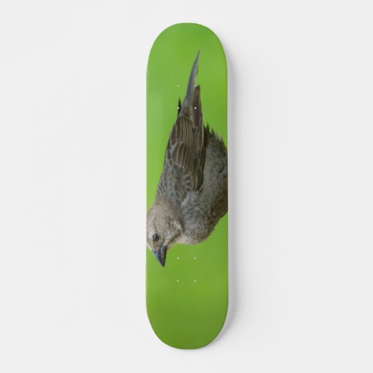 Brown Headed Cowbird Skateboard (Vorne)