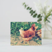 Brown Hen Postkarte (Stehend Vorderseite)