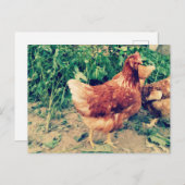 Brown Hen Postkarte (Vorne/Hinten)