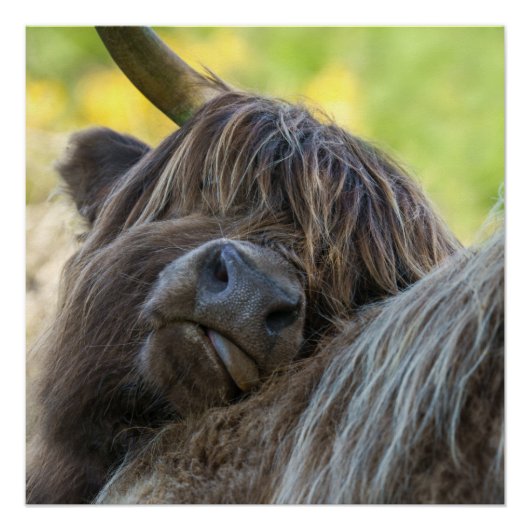 Brown Highland Cow Poster (Vorderseite)