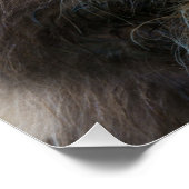 Brown Highland Cow Poster (Ecke)