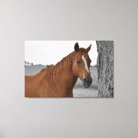 Brown Horse, B&W Background Leinwand (Vorderseite)