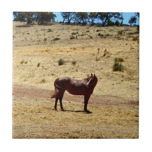 Brown_Horse_Country,_ Fliese (Vorderseite)