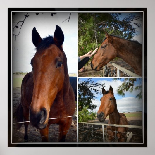 Brown Horse Foto Collage, Poster (Vorne)