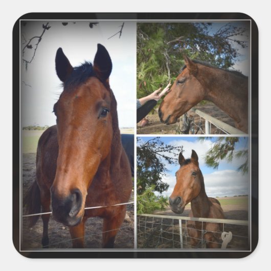 Brown Horse Foto Collage, Square Sticker (Vorderseite)