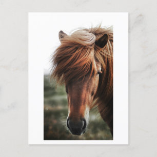 Brown Horse Nah-up-Foto Postkarte
