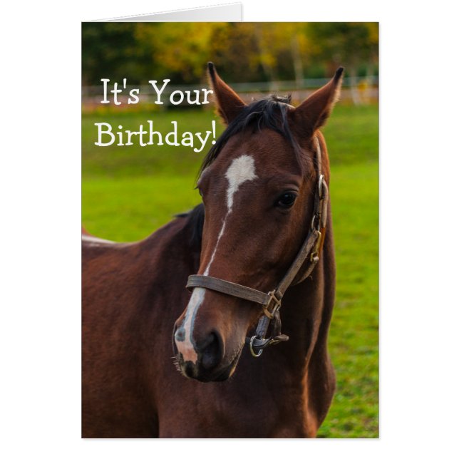 Brown Horse Portrait (Vorne)