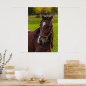 Brown Horse Portrait Poster (Küche)