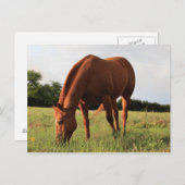 Brown Horse Postcard Postkarte (Vorne/Hinten)