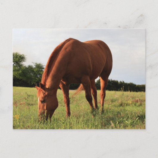 Brown Horse Postcard Postkarte (Vorderseite)