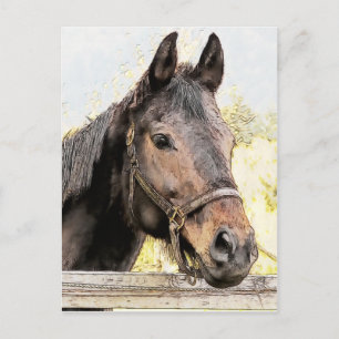 Brown Horse Postkarte