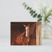 Brown Horse White Blaze im Stall Postkarte (Stehend Vorderseite)