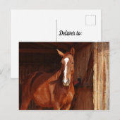 Brown Horse White Blaze im Stall Postkarte (Vorne/Hinten)