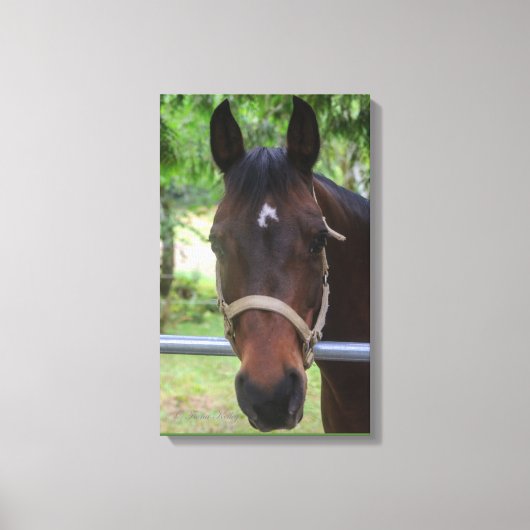 Brown Horse Wrapped Canvas Leinwanddruck (Vorderseite)