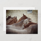 Brown Horses Post Card Postkarte (Vorne/Hinten)